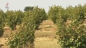 VIDEO Cea mai modernă afacere din agricultură. Un tânăr a investit într-o plantație ecologică